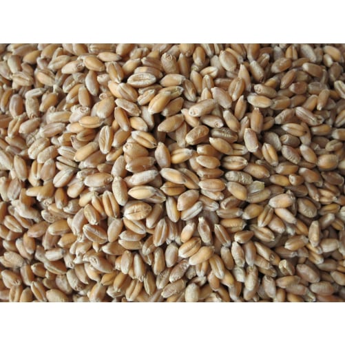 EKO PŠENICA V ZRNJU (5Kg)