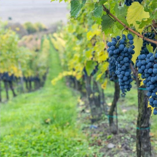 VINOGRADI Yarbo-vinogradi